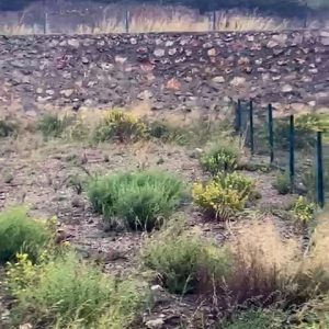 arsa ozdere 270 m2
